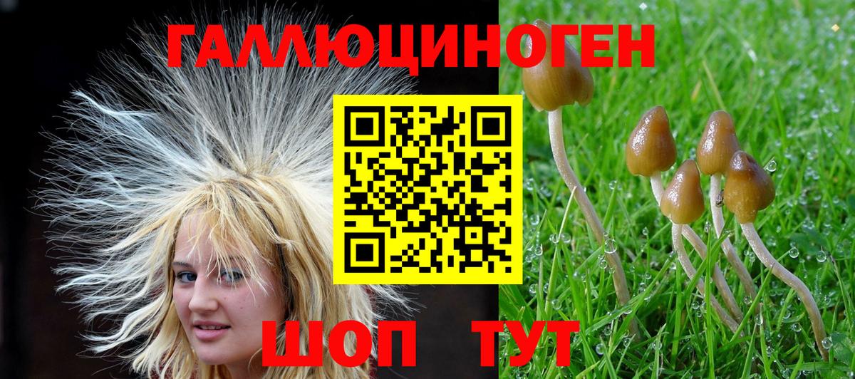 Галлюциногенные грибы Psilocybe Алексин